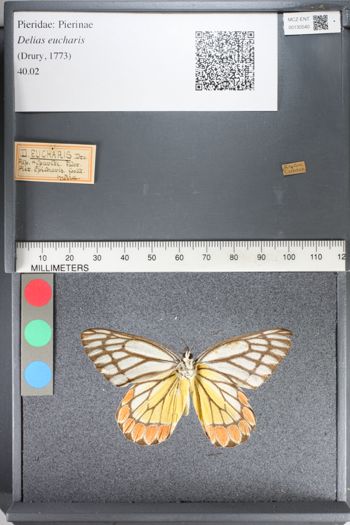 Media type: image;   Entomology 130540
